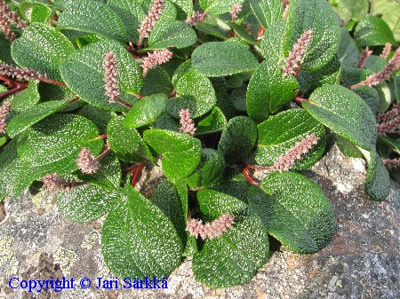 Salix reticulata